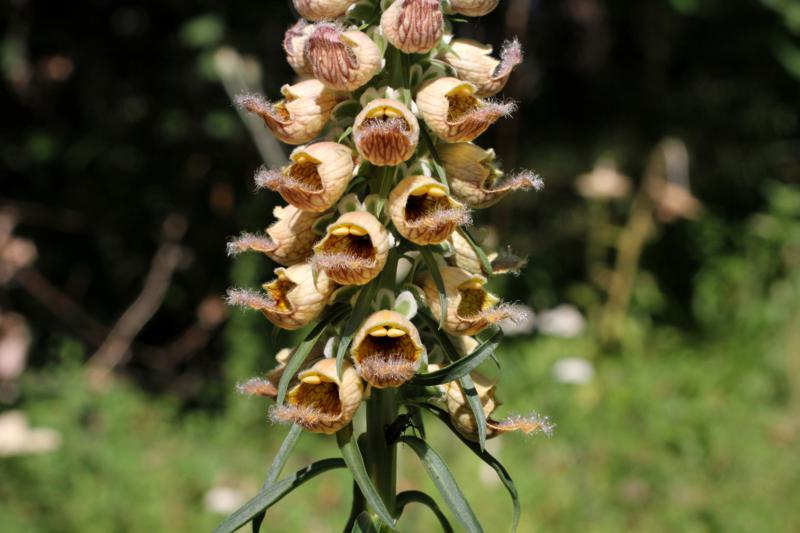 Digitalis ferruginea e  Digitalis micrantha (=D.lutea subsp. australis )
